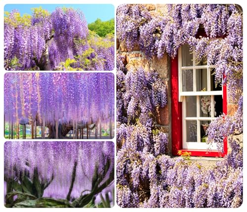 Wisteria Seeds 30+ Wisteria Floribunda Flower Seeds Ornamental Vine Climber Stunning Purple Blooms Fast-Growing Perennial for Trellises & Arbors