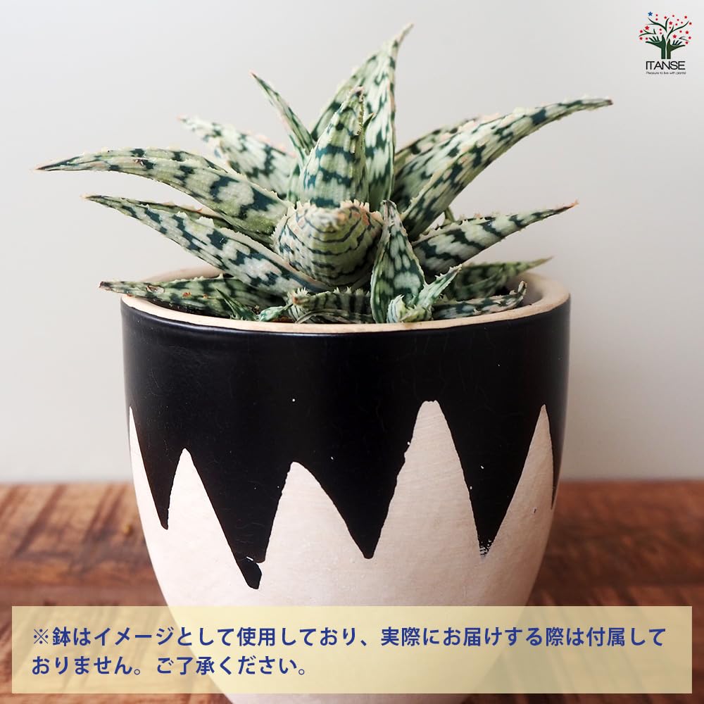 Amazon｜ITANSE アロエ ブリザード 2.5号 8個セット【品種で 
