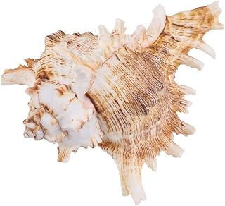 FRCOLOR 1Pc Simulação De Tanque De Peixes Estátua De Concha Decoraciones Para Salas De Casa Estatueta De Aquário Concha De Aquário Acessórios De Paisagem Decoração Branca Concha Ornamento