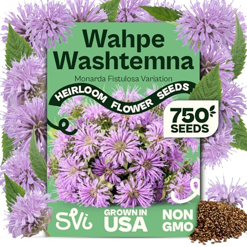 SVI 750 Wild Bergamot Seeds (Monarda fistulosa) – Native Bee Balm Herb Seed Packets, Purple Blooms Horsemint – Heirloom Perennial Flower Seeds for Home Garden & Outdoor Flower Garden Beds
