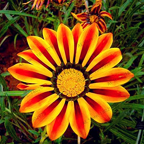 Graines de Gazania rigens de couleurs mélangées Graines de fleurs pour la maison et le jardin Plante bonsaï pour plantes d'intérieur et d'extérieur Paquet de 500 graines