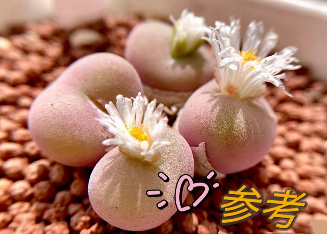 コノフィツム　種子30種類　10粒ずつセット コノフィツム 種子30種類 10粒ずつセット コノフィツム 種子の