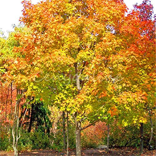 Sugar Maple (Acer Saccharum Northern) 10 Seeds for Planting, Open Pollinated, Heirloom, Non-GMO, Rock Maple, Hard Maple, Northern, Showy Fall Color, Hardy, Canada Maple, Hardwood Maple