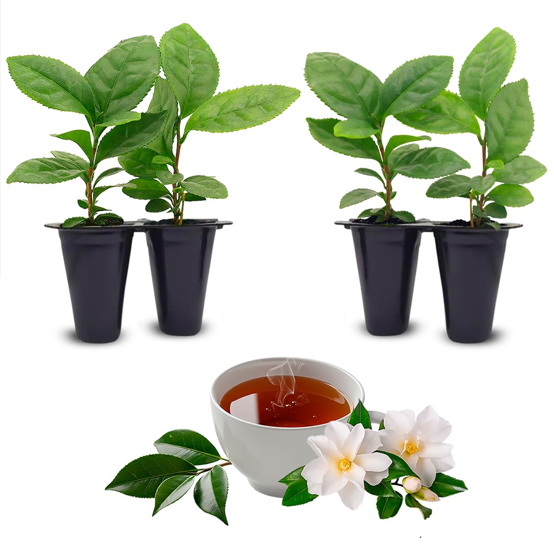 Camelia Tea Plant - 4 Pack