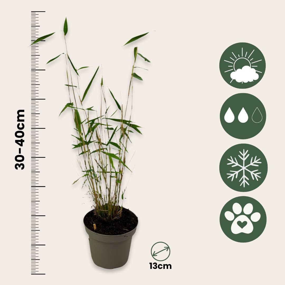 Fargesia papyrifera 'Blue Dragon' Bambou à papier Lot de 2 Pot 13cm Hauteur 30-40cm