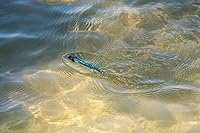 Vista 16 de Berkley J-Walker 100