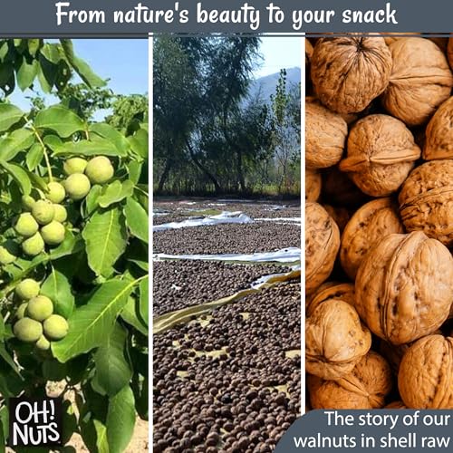 image for Oh! Nuts Walnuts in Shell | Raw - 100% Natural | 2 lb | Whole Walnuts 