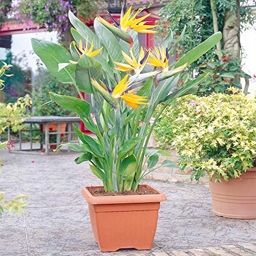GardenersDream Strelitzia - Bird of Paradise Exotic African Tropical Indoor Flowering Plants for Home or Office (40-50 cm)