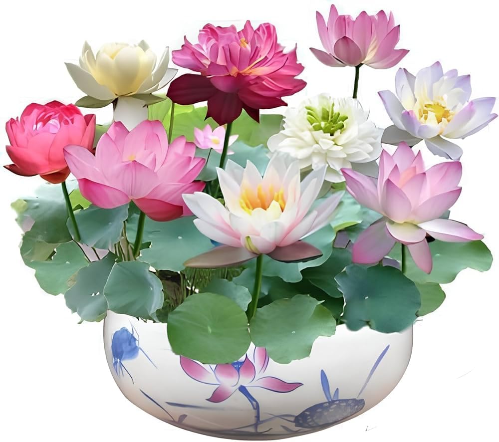 Dwarf Rainbow Lotus Flower Seeds - 10 Seeds Pack (B0D9RYYGNH) Amazon Price History, Amazon Price Tracker