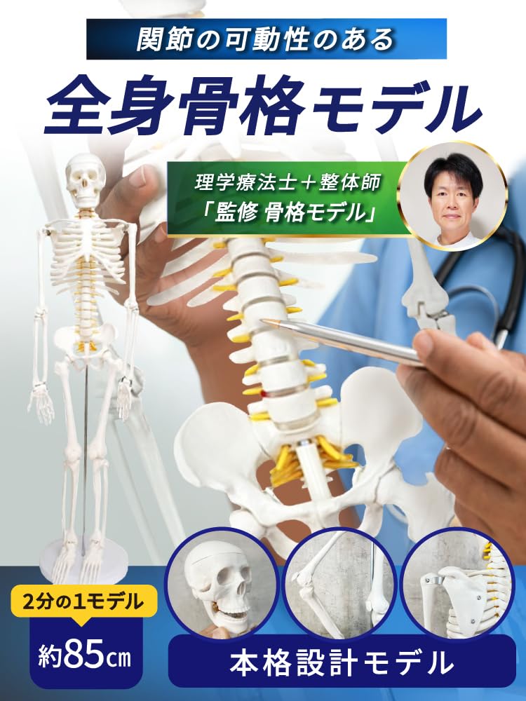 Amazon.co.jp: monolife 人体骨格模型 骨格標本 稼動 直立 スタンド