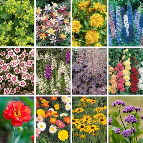 YouGarden Cottage Garden Perennial Set of 12 Jumbo Plugs Including Nepeta Dianthus Heuchera Papaver Verbena Alchemilla Aquilegia Coreopsis Delphinium Digitalis Hollyhock Rudbeckia