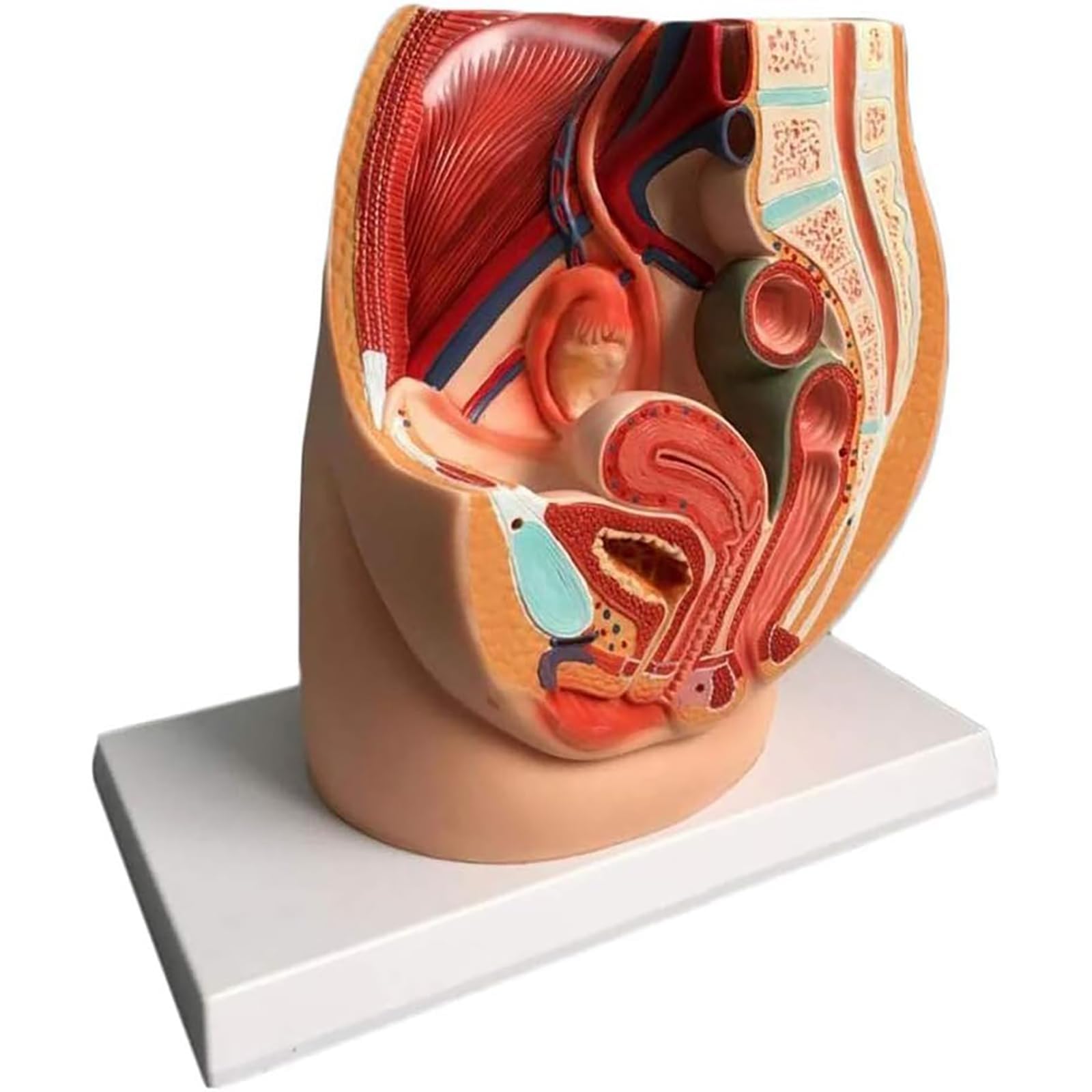 YNIYUJKL Female Pelvis Reproductive Anatomy Model,Life Size Female Pelvic Sagittal Reproductive System Anatomical Model With Muscular, Genitourinary,Uterus, Includes Product Manual