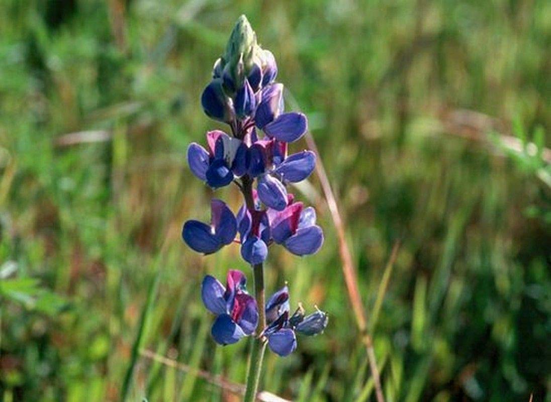 Amazon.com : Sky Lupine Seeds - wildflower with beautiful sky blue