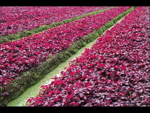 Creative Farmer Vegetable Seeds Red Spinach Seeds - Amaranthus(Red) Seeds Nurturing Microgreens Plant Seeds For Garden Home Garden Seeds (B07N4663DX) Amazon Price History, Amazon Price Tracker