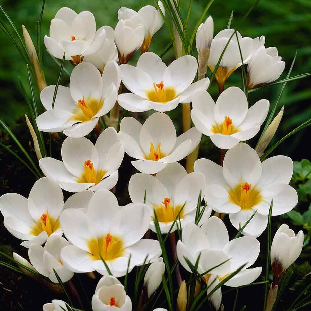 10 x Crocus Botanical White – Favourite Early Spring Variety – Spring Flowering Bulbs – Perennial – for Your Beautiful Garden