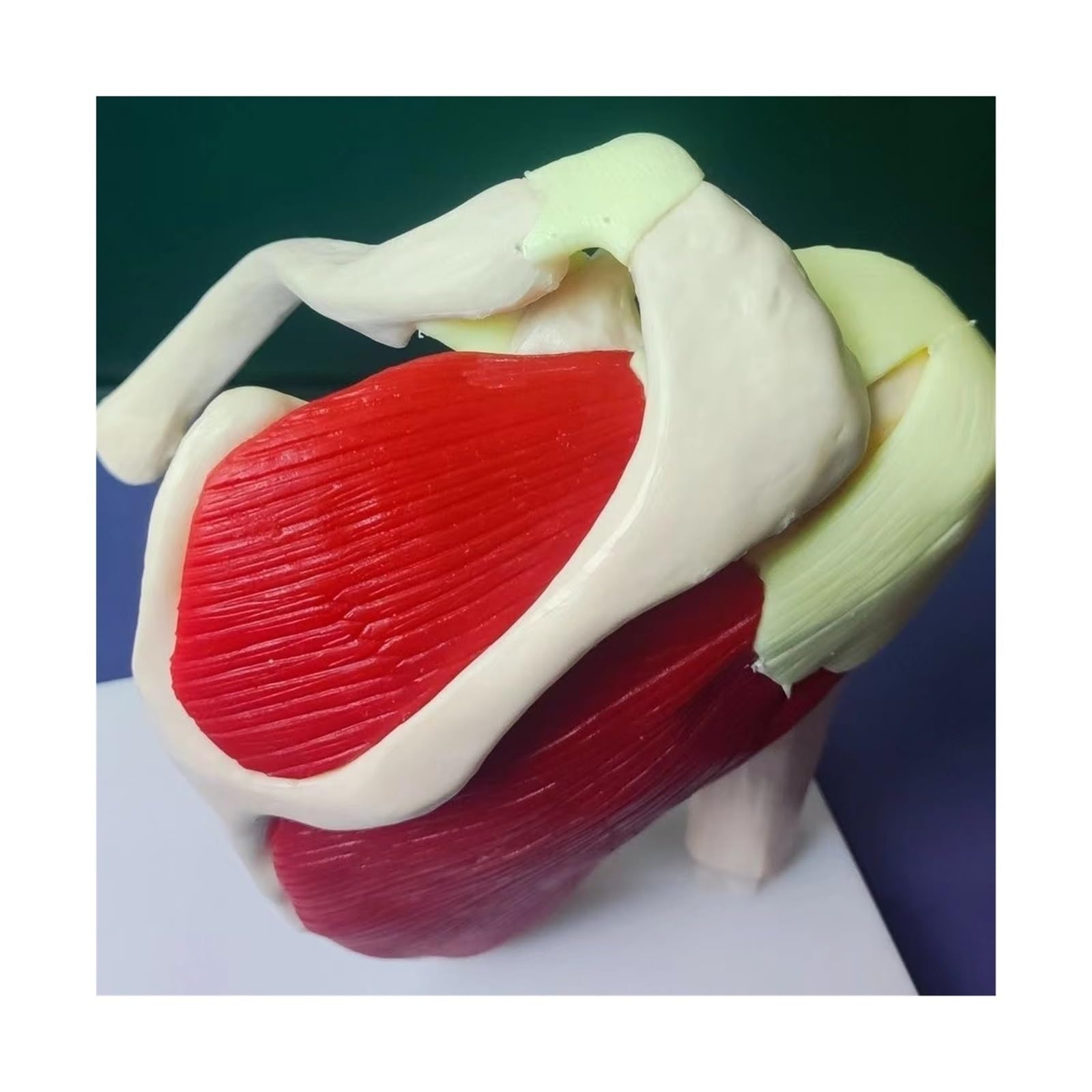 Squelette Humain épaule Omoplate clavicule modèle Musculaire Articulation Fonctionnelle Ligament médical Aide pédagogique