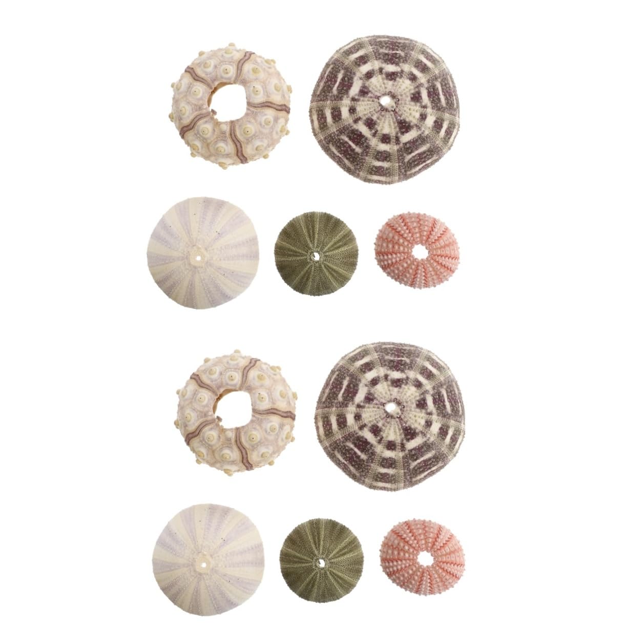 Angoily 10piezas Decorativos De Conchas Marinas para Decoración De Acuarios y Escritorios Accesorios De Artesanía De Erizo De Mar para Decorar Espacios Marinos y Hogares