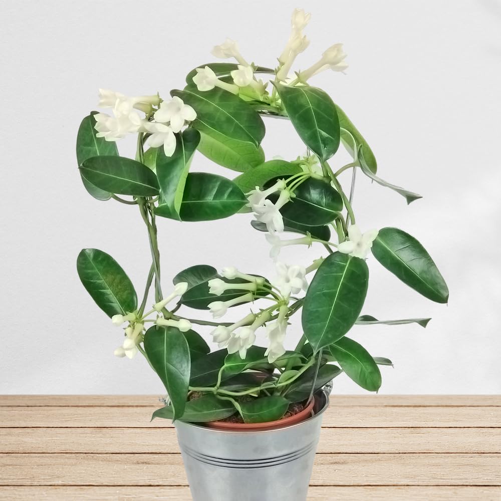 prince of orange variegata Explore Philodendron Prince of Orange main image 1