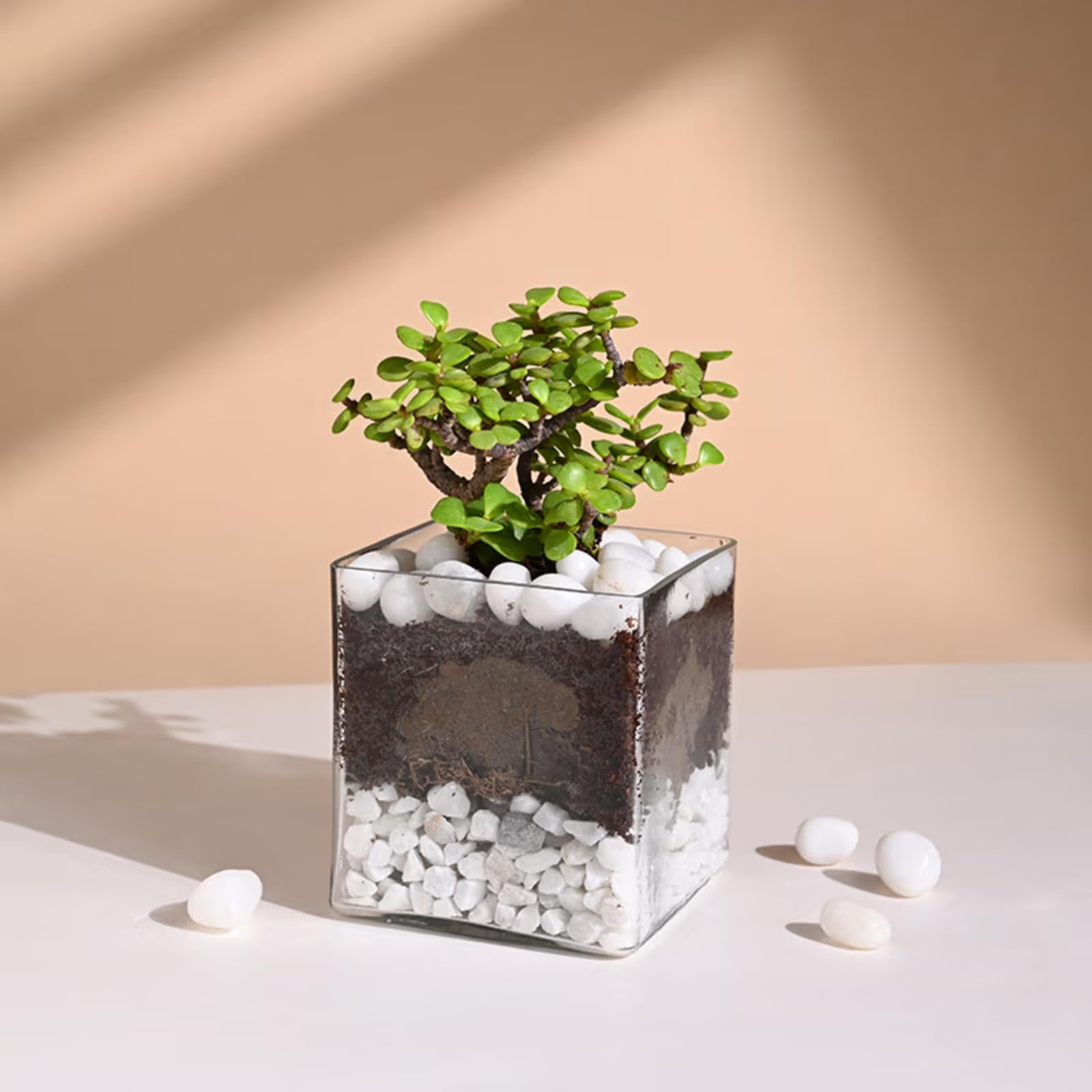 FlowerAura Air Purify Lucky Jade Live Terrarium Plant In Glass Pot For Office/Home Decor & For Birthday Gift, Anniversary Gift, Diwali Gift, Fathers Day Gift, Mothers Day Gift (Same Day Delivery) (B0D5R3LF3G) Amazon Price History, Amazon Price Tracker
