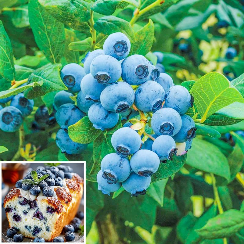 520+ Blueberry Seeds for Planting -Non GMO Seeds Plant in Home Garden-Sweet and Juice