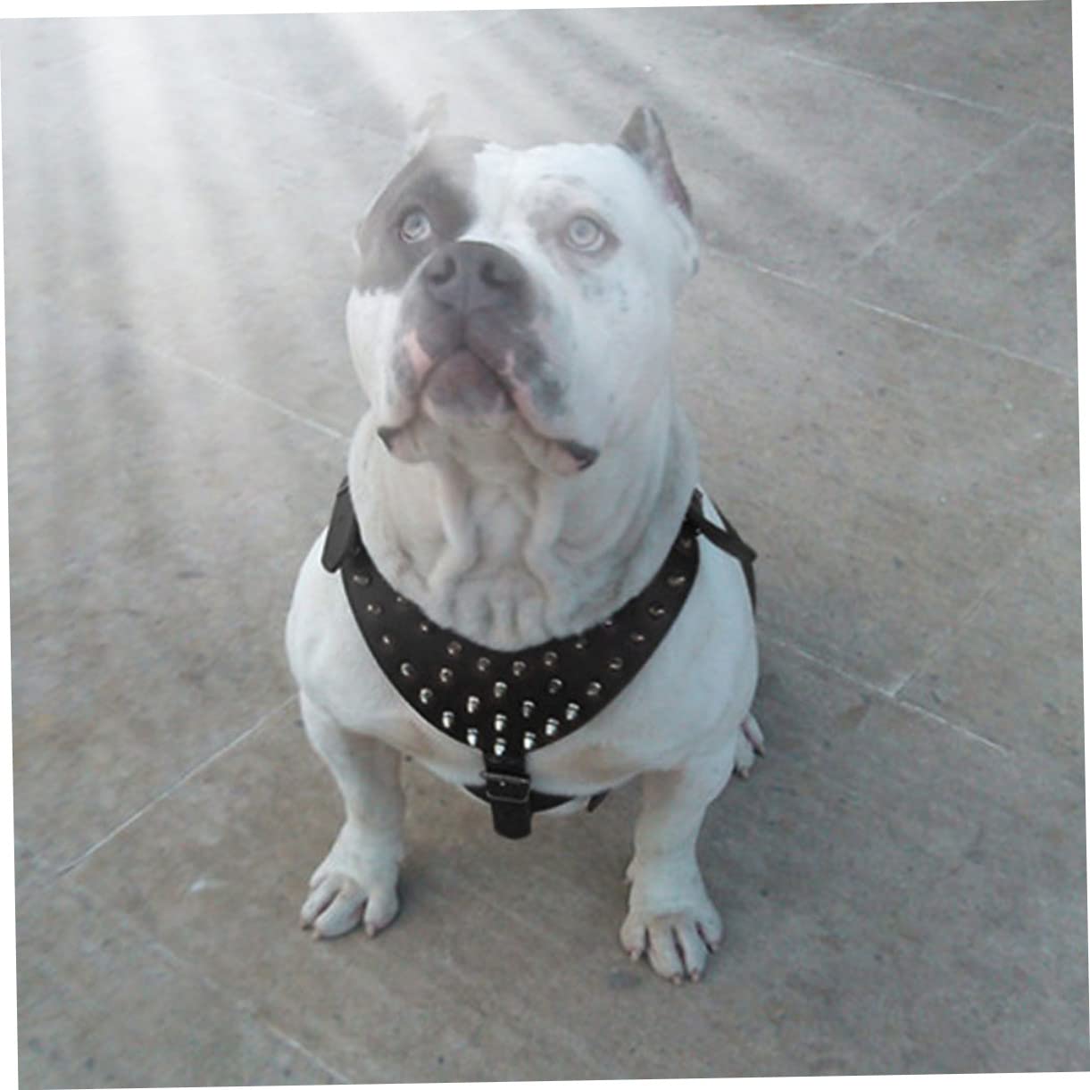 Pettorina per Cane Borchie in Pu e Fibbia Bloccante | Pitbull Terrier, Nero, Acciaio Inossidabile, Alta Resistenza alla Trazione