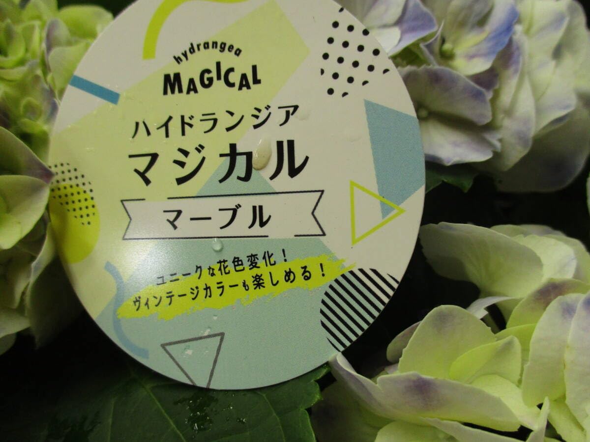 Amazon.co.jp: 人気アジサイHBA マジカル マーブル ブルー 5号 : おもちゃ