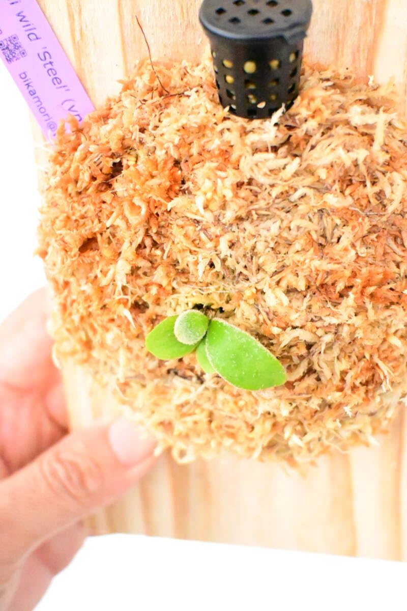 Amazon.co.jp: P.veitchii wild 'Steel'(vp#0) spored⑤ @ビカ森wife