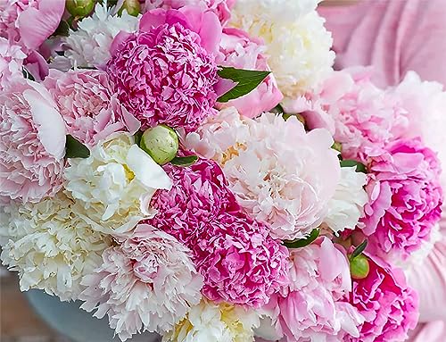 Sarah Bernhardt Double Pink Peony - Bare Root | Premium Peony Bulbs & Live Plants for Planting