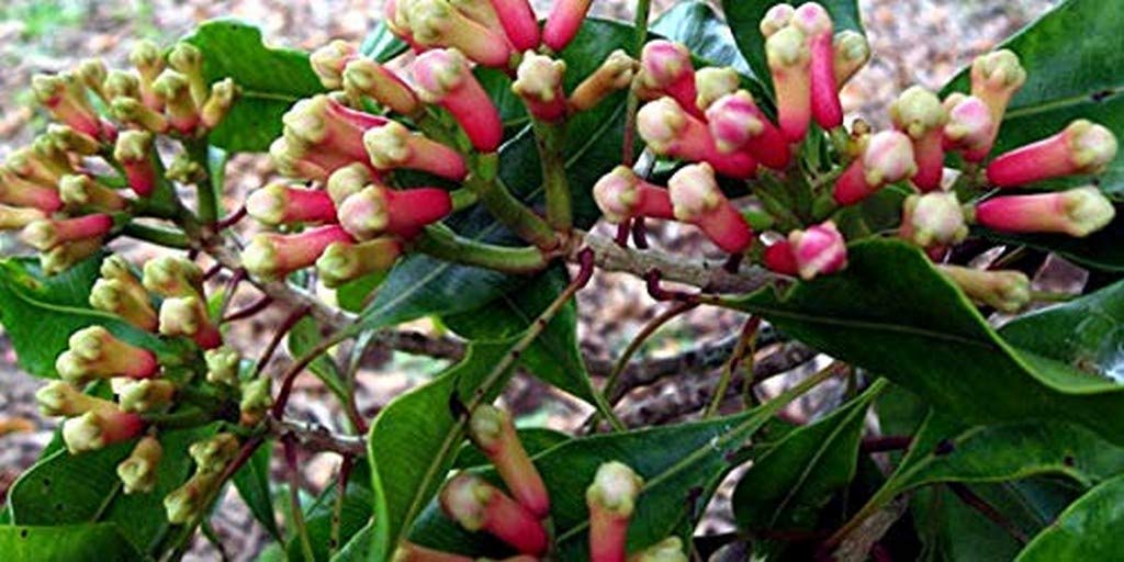 See full amazon price history chart for Creative Farmer Live Plant Evergreen Clove Plant Garden (1 Healthy Live Spice Plant) (PLANT-74-CLOVE311ll@) Creative Farmer Live Plant Evergreen Clove Plant Garden (1 Healthy Live Spice Plant) (PLANT-74-CLOVE311ll@) (B08P5R7RV7) Amazon Price History, Amazon Price Tracker