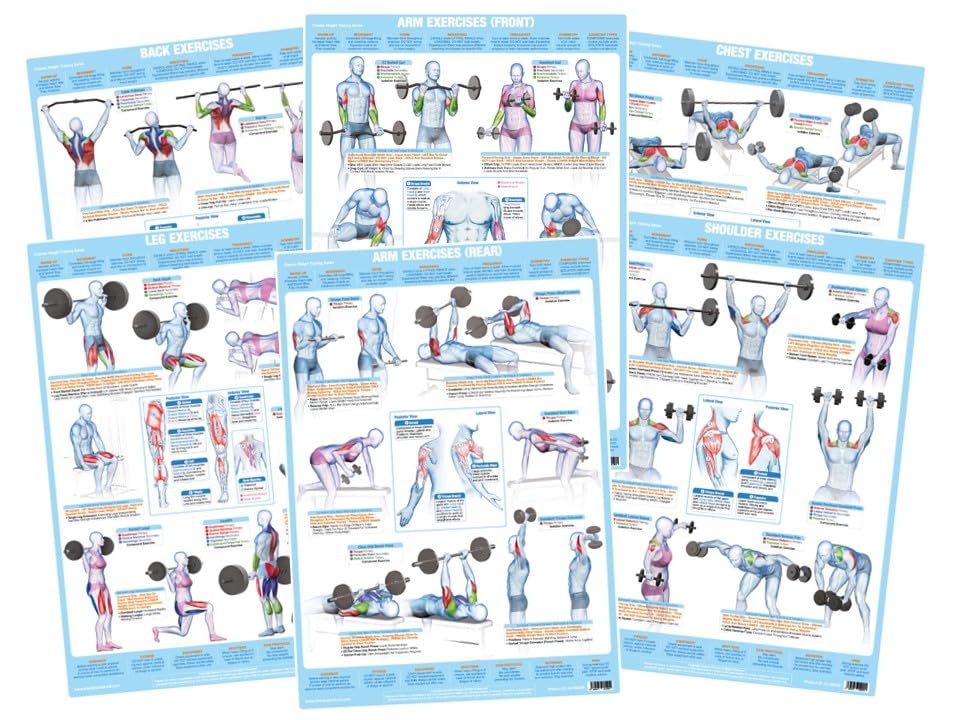 Chartex Weight Training Posters | Bodybuilding Charts | Barbell and Dumbell Freeweight Exercises — image 1