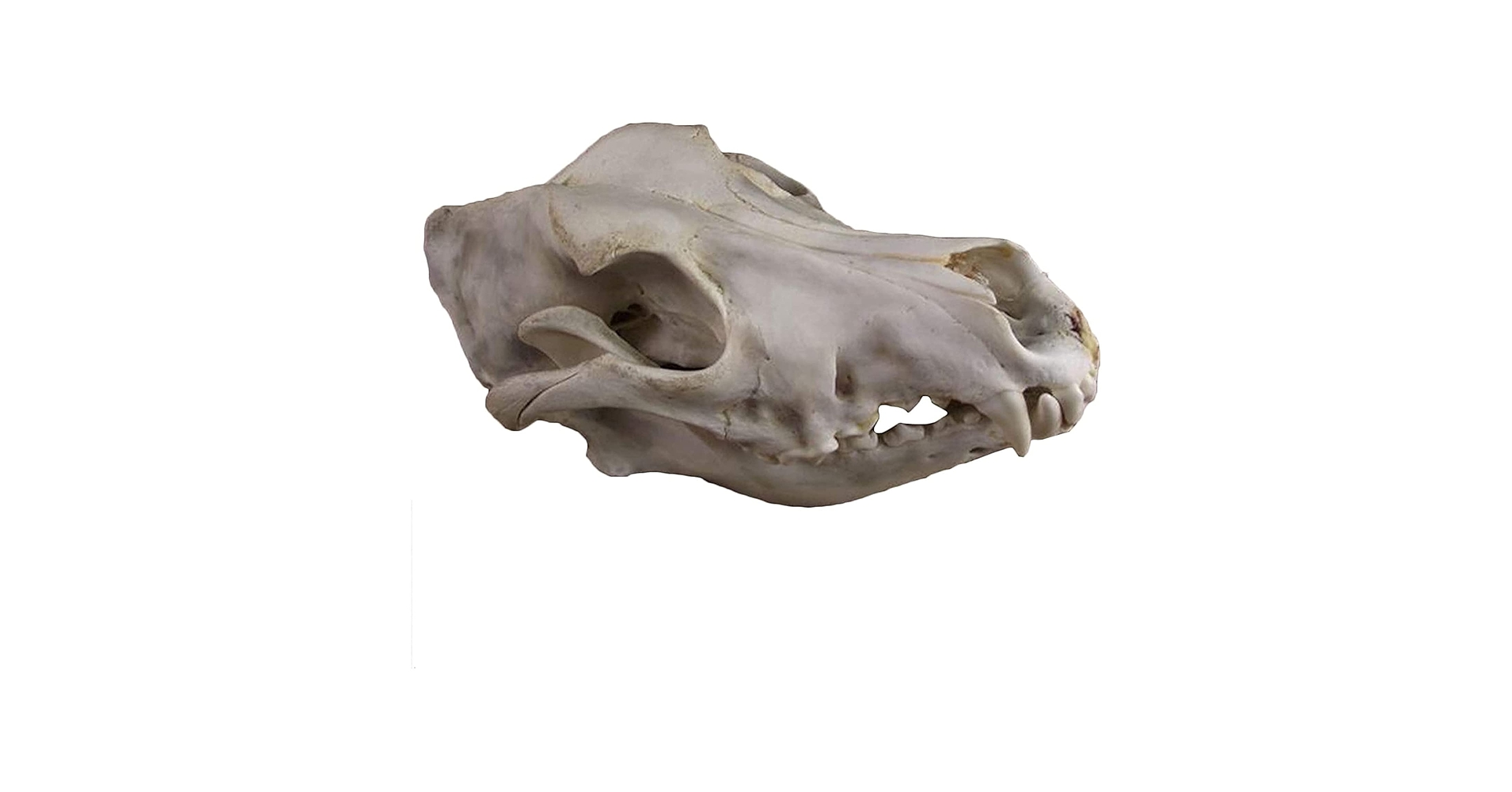 Amazon.co.jp: 犬の頭骨モデル動物樹脂彫刻モデルリアルな犬の