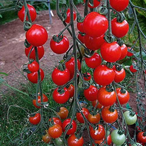 Semi di ortaggi Aachondra Nuovo Tomato 100pz