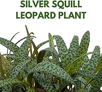 Vista 2 de BubbleBlooms Planta de leopardo Squill de plata, Ledebouria socialis, 4 pulgadas