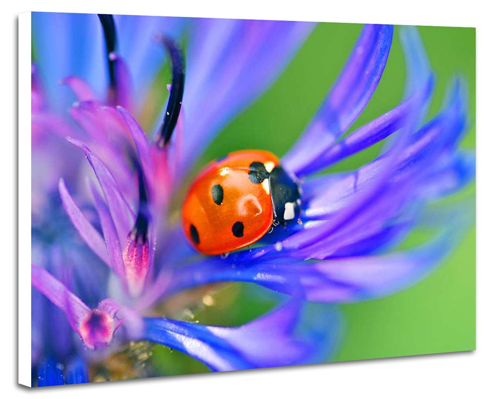 絵画　アクリル絵　額縁　花　てんとう虫 てんとう虫の絵画 花のオリジナルアート 保育園の壁飾り 農場のアート