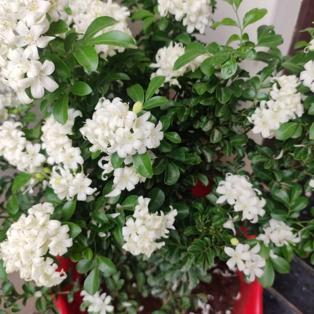 OXY GREEN PLANT® Plants Satin Wood/Madhu Kamini Plant - Flowering Shrubs Flowers Garden Live Plant Nursery Indoor Outdoor Living Plants (B0CTTSGYSJ) Amazon Price History, Amazon Price Tracker
