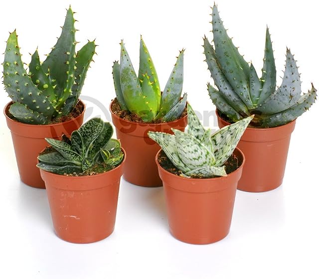 Aloe Vera Mix - 5 Plants - House/Office Live Indoor Pot Plant