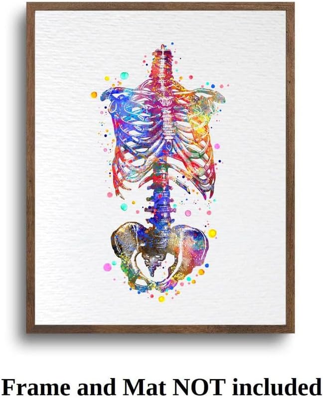 Dignovel Studios 8X10 Unframed Skeleton Torso Diagram Illustration Human Anatomy Medical Science Watercolor Art Print Poster Wall Hanging DN1014