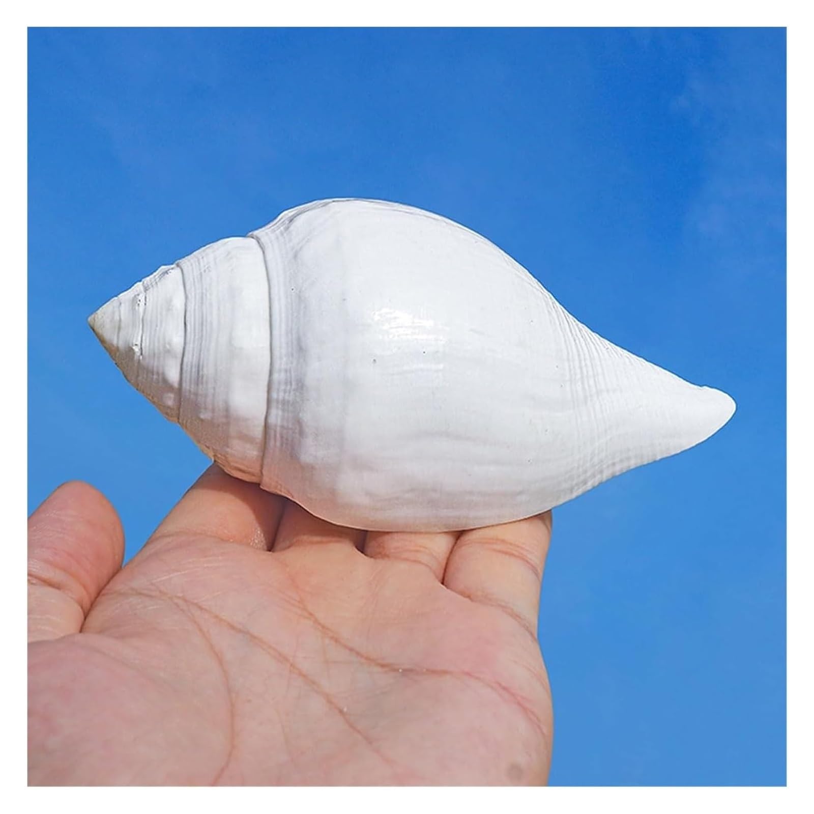 Grandi Conchiglie Marine, Conchiglia Naturale, Decorazioni for Acquario, Conchiglie Bianche Naturali 9~12 cm for Decorazioni Fai da Te(9~10cm)