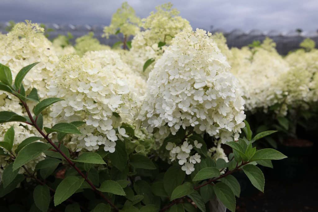 Suttons Hydrangea paniculata Garden Plant Bobo Hardy Dwarf Flower Pure Summer White Blooms Outdoor Shrub Attractive to Pollinators Easy to Grow 1 x 3.6 Litre Pot