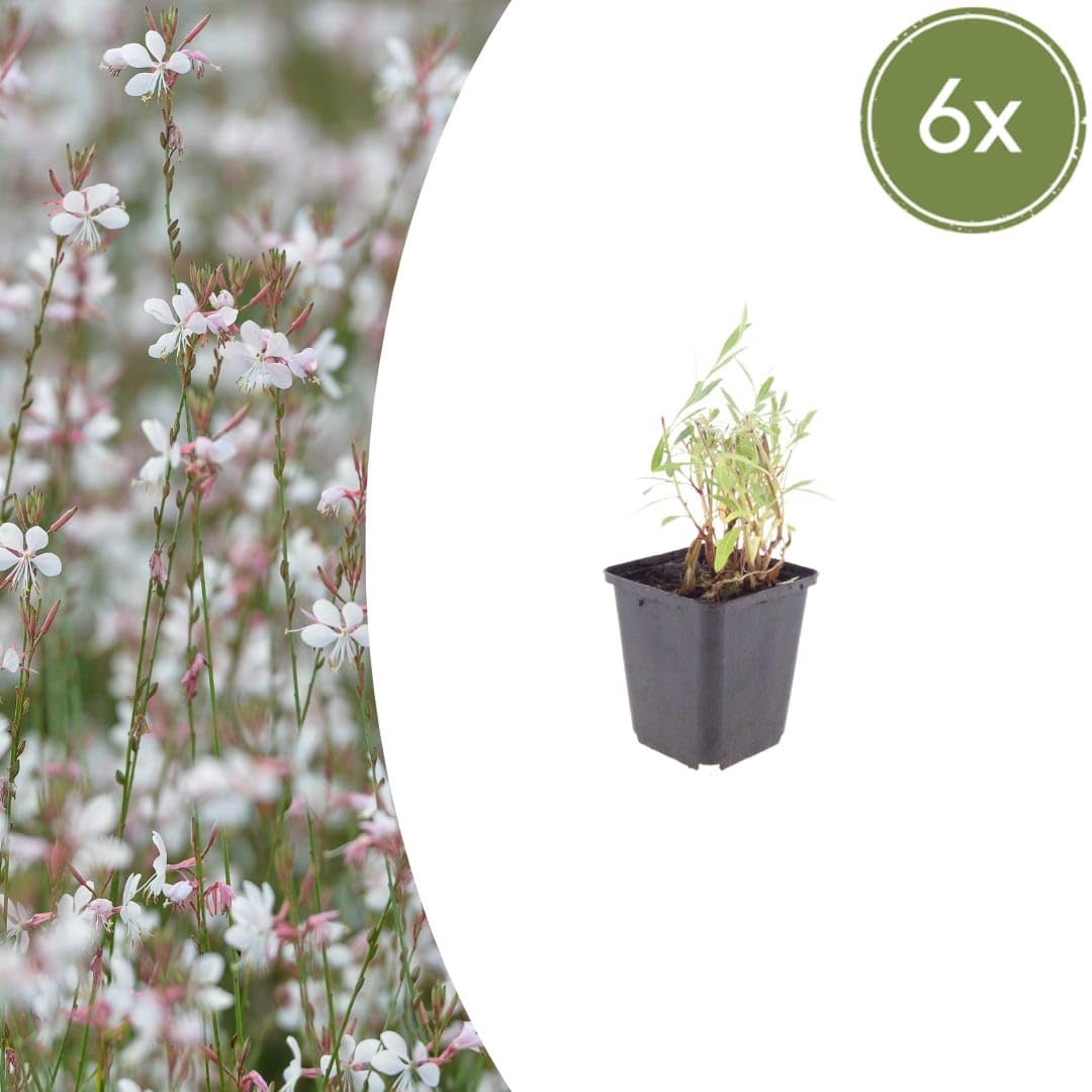 Gaura lindheimeri Prachtkerze Sommerblühende 12 Pflanzen Ø9 cm 10-25 cm