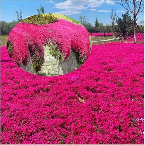 5000 Tomillo rojo perenne semillas de cobertura del suelo - No OGM creeping semillas de tomillo para la siembra