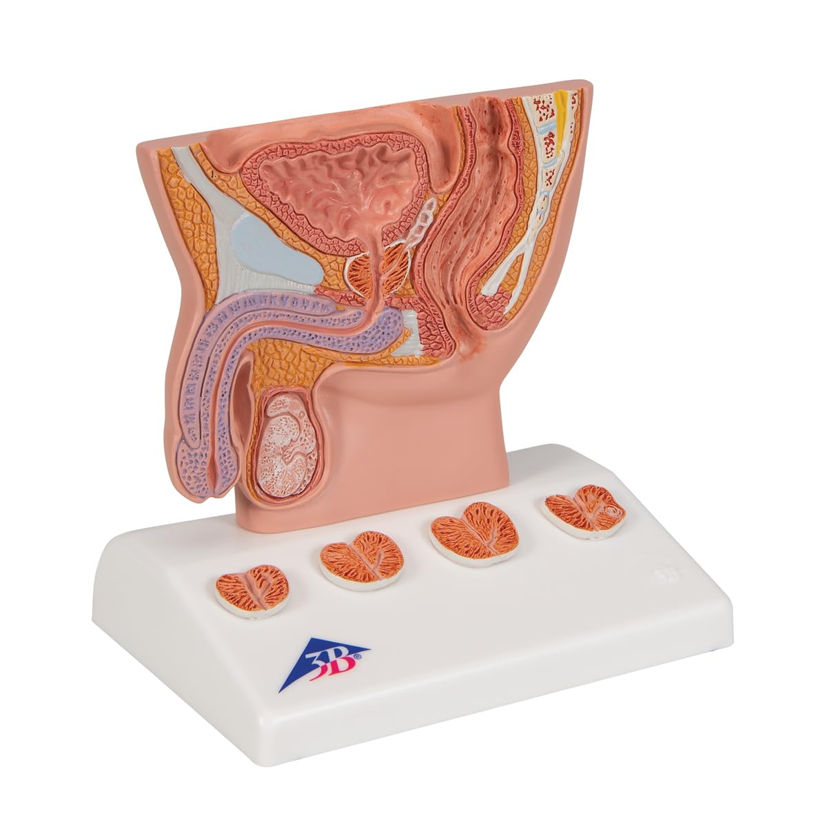 3B Scientific K41 3B Smart Anatomy model prostaty, 1/2 naturalny rozmiar