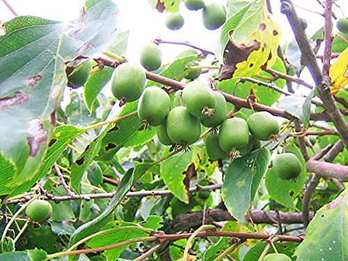 Amazon.co.jp: 北海道産 サルナシ (コクワ)500g ×1パック【出荷元