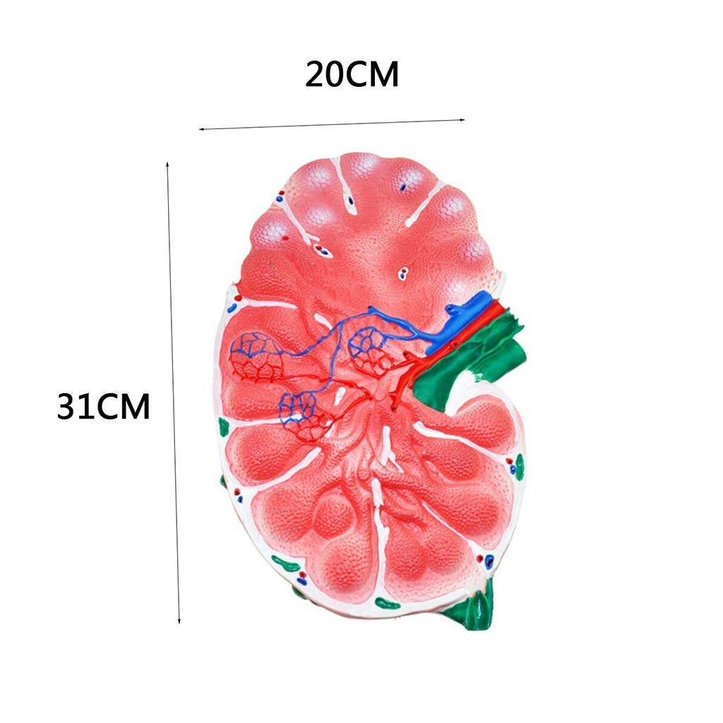 Modèle LyMonic - Anatomie de Peinture avancée pour Science Studio Studio Modèle médical - Matériel de Laboratoire Biologique