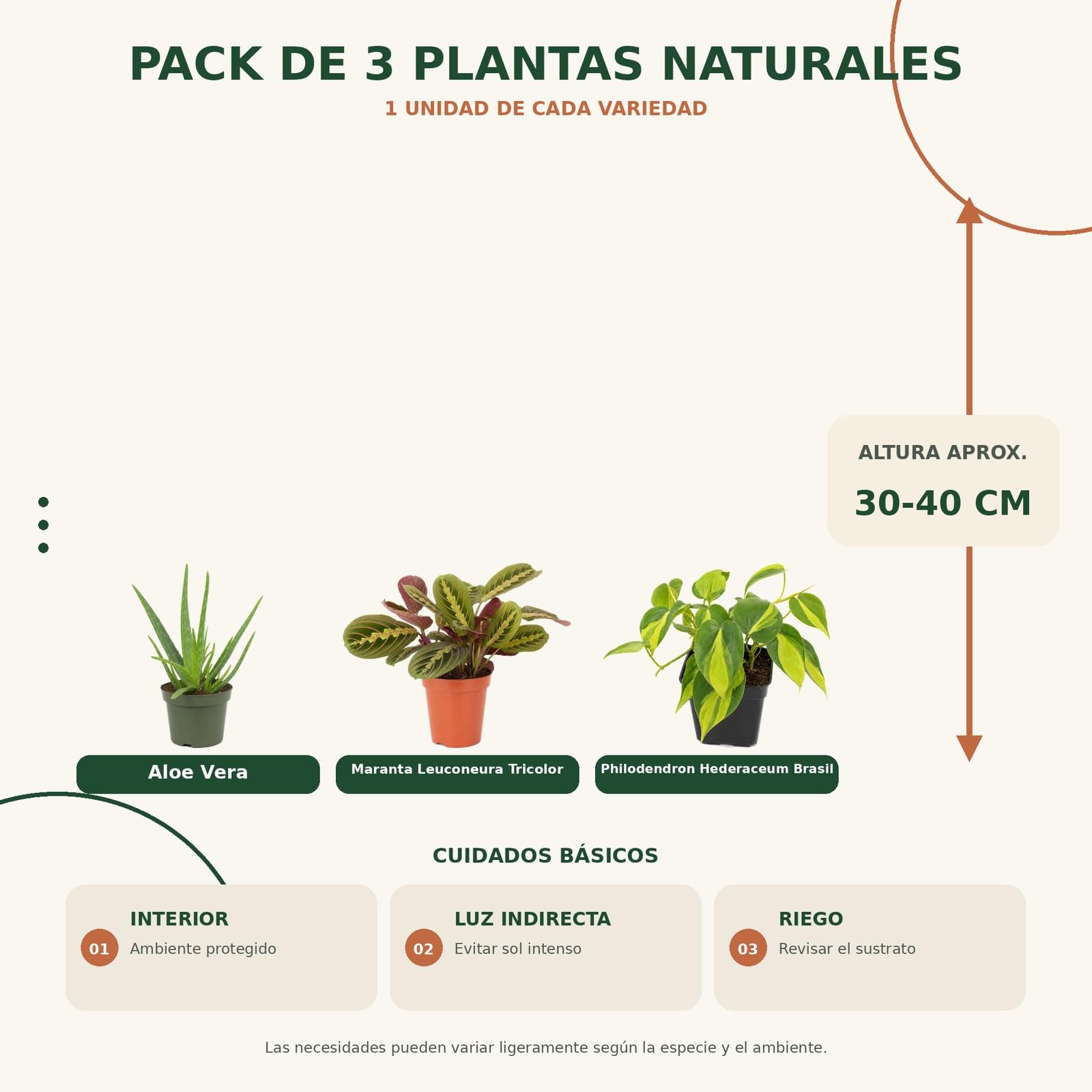 DECOALIVE Pack 3: Sábila, Maranta tricolor y Filodendro Brasil