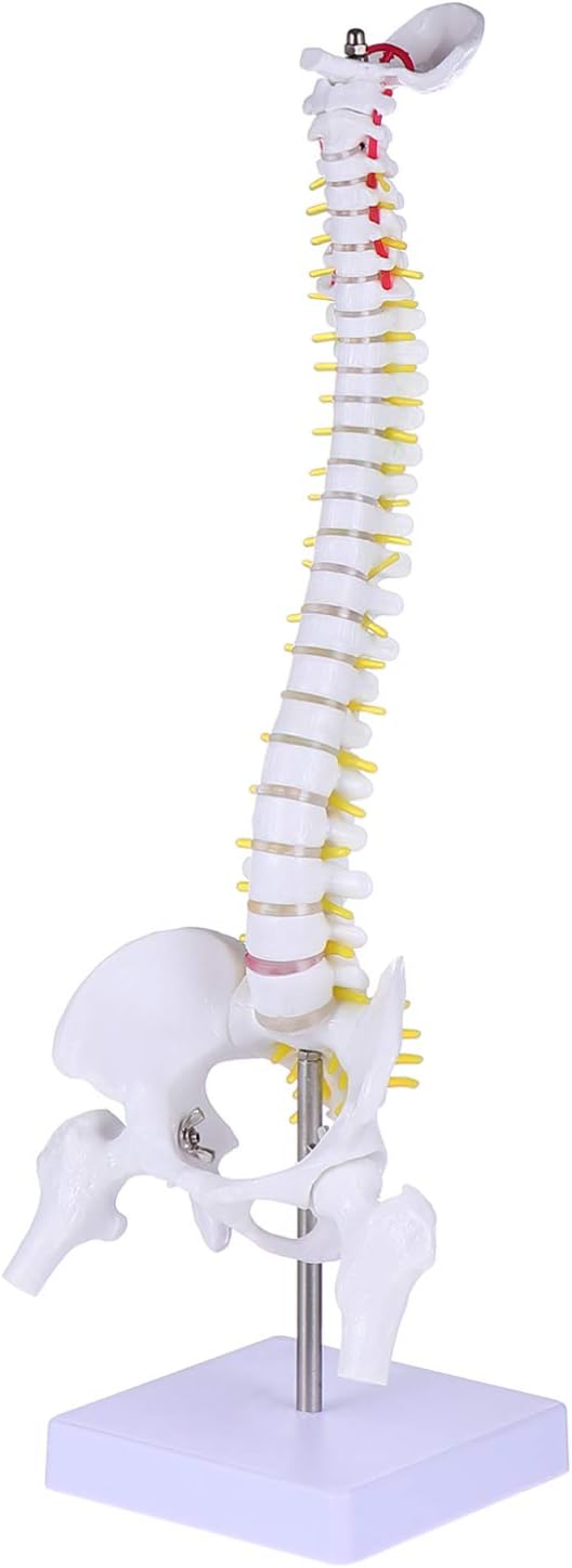 Hemobllo 17.7 Inch Human Spine Model with Vertebrae Nerve Roots Spinal Arteries and Pelvis for Medical Training Educational Practice