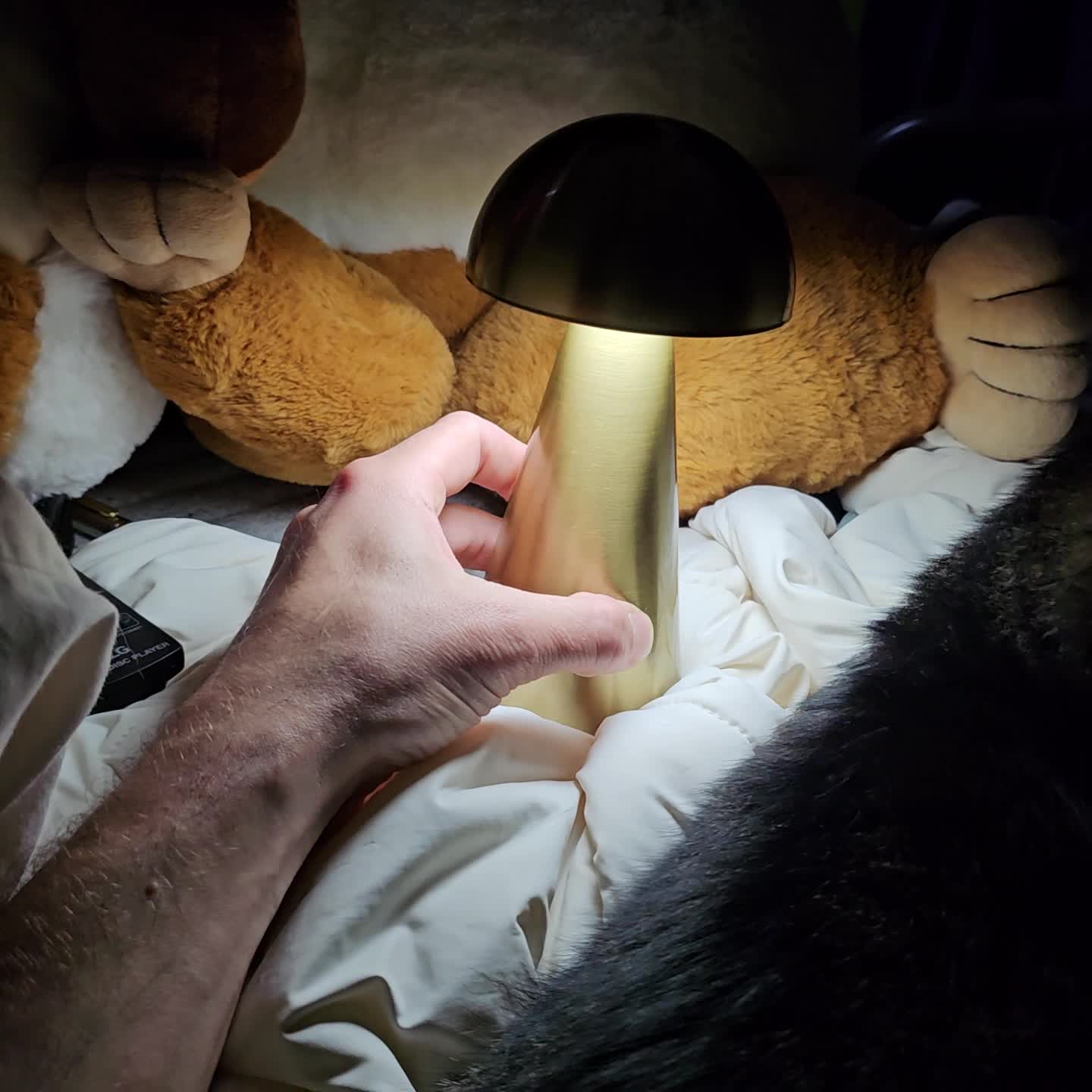 a perfect portable as well as rechargeable lamp that honors fungus formations