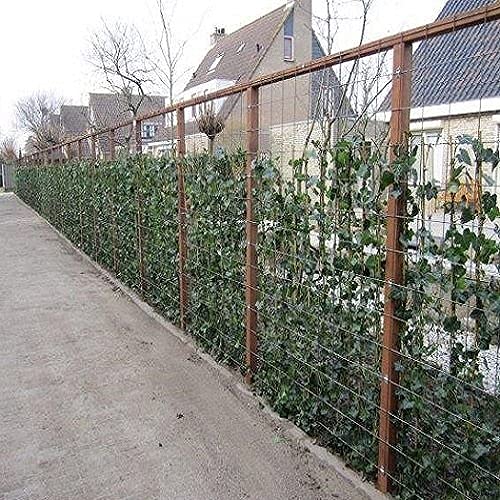 Grootbladige klimop (Hedera Hibernica) | 80-100 cm In pot