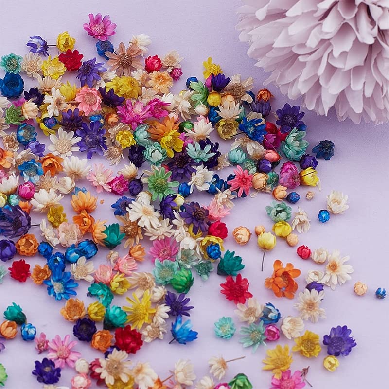 Flores secas Daisy para manualidades 100 unidades miniatura 4
