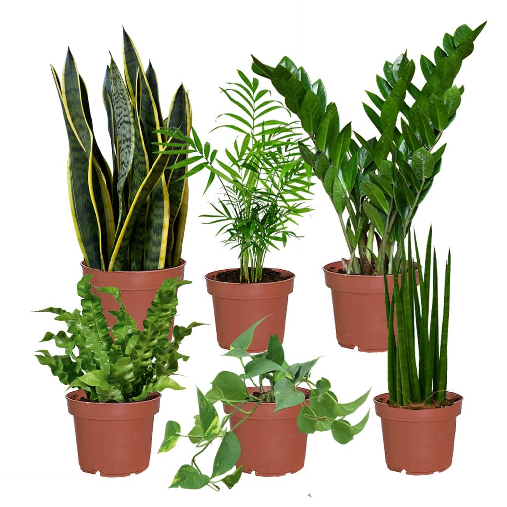 Büropflanzen pflegeleicht 6er Box | Luftreinigende Pflanzen für Schreibtisch & Büro | Zamioculcas, Bogenhanf, Efeutute u.v.m. | Grüne Office-Deko | frisch aus der Gärtnerei | Green Me Up
